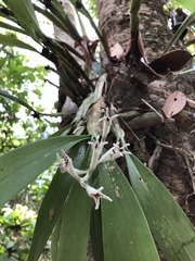 Dendrolirium lasiopetalum