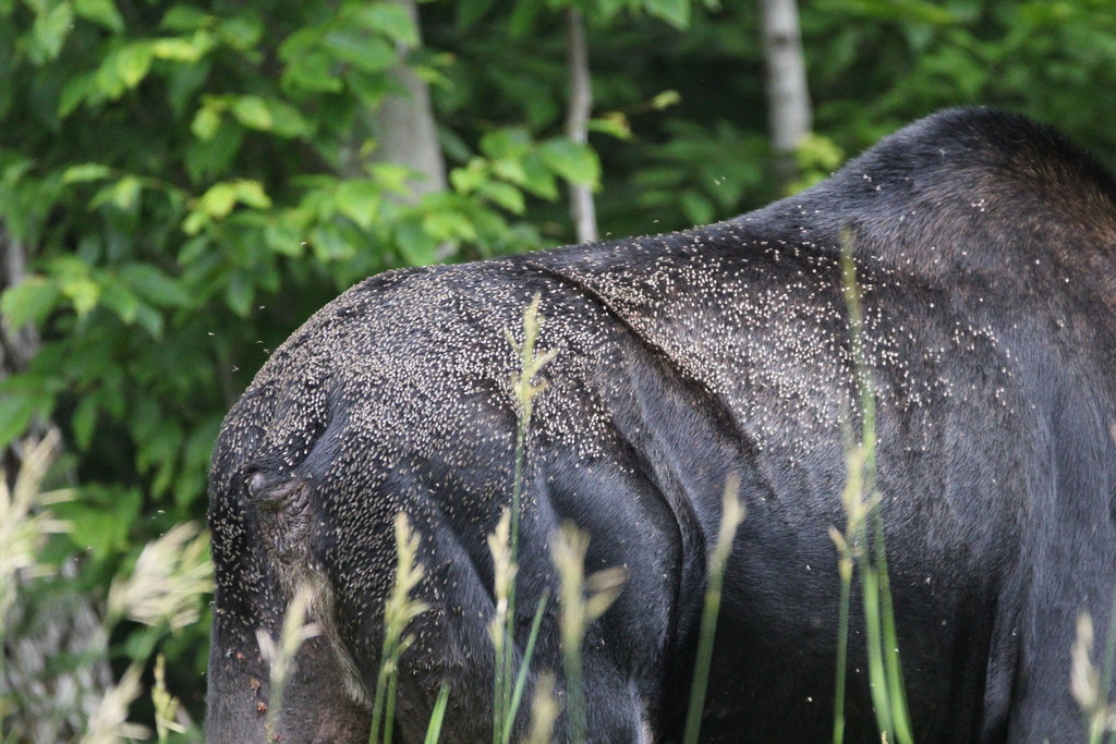 Moose Fly