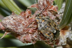 Holcogaster fibulata