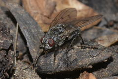 Phaonia trimaculata