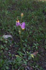 Primula clevelandii gracilis