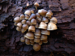 Mycena semivestipes