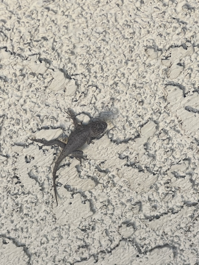 Western Fence Lizard From El Rey Dr Buena Park CA US On September 2 western-fence-lizard-from-el-rey-dr-buena-park-ca-us-on-september-2