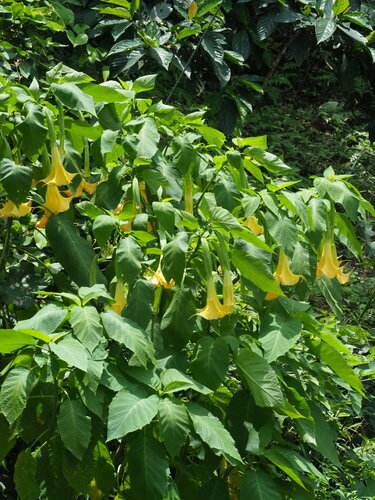 Brugmansia aurea