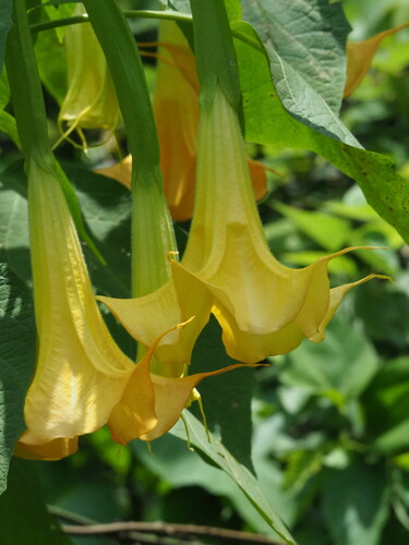 Brugmansia aurea