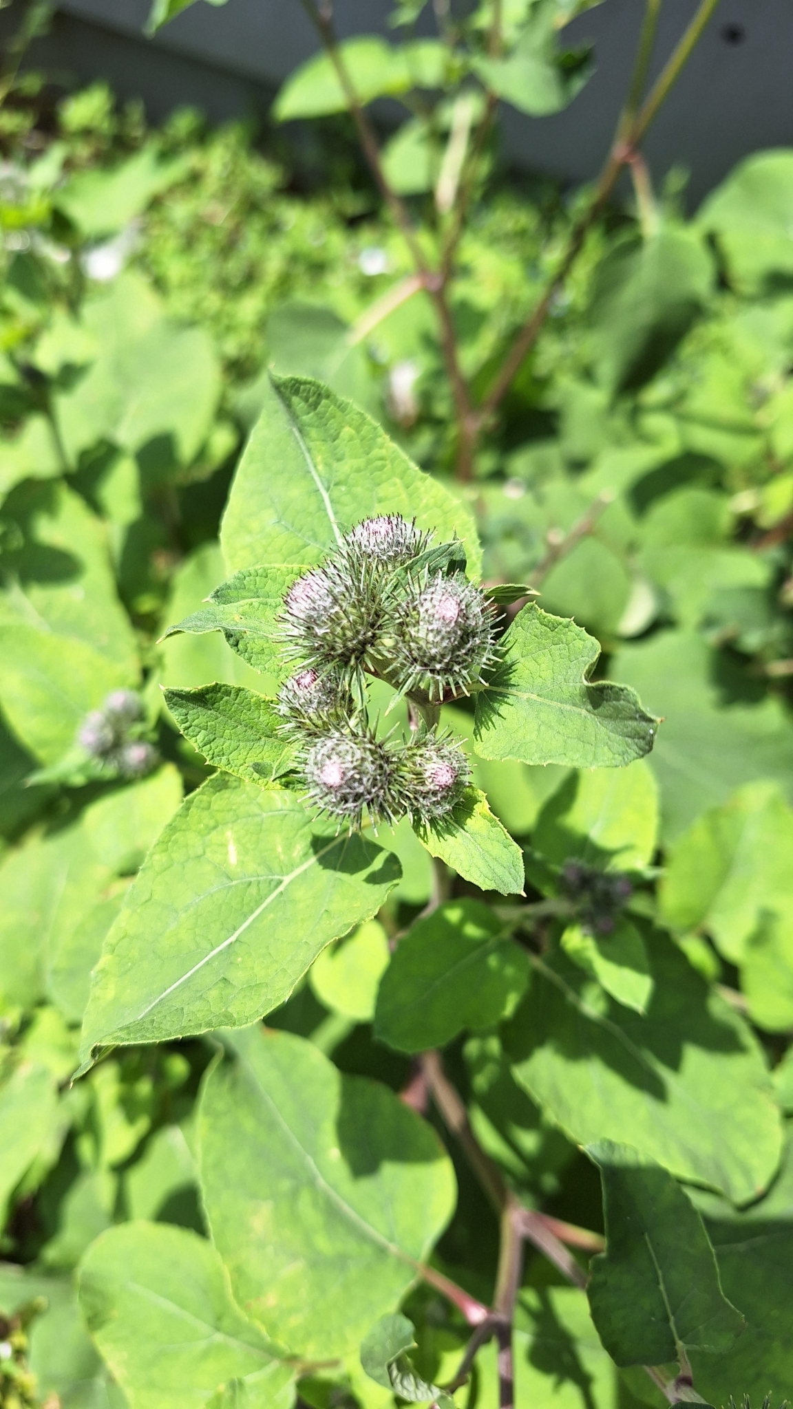 Greater × Woolly Burdock (Arctium ×)