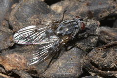 Phaonia trimaculata
