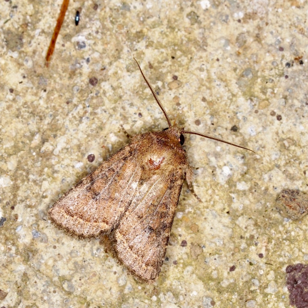 Hypotrix carneitincta