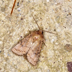 Hypotrix carnetincta