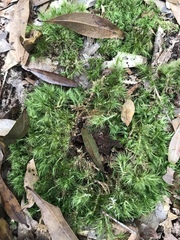 Dicranum condensatum