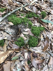 Dicranum condensatum