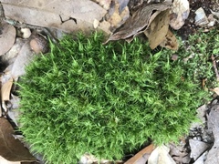 Dicranum condensatum