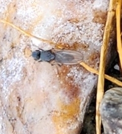 Alkali Fly photo 3