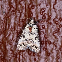 Bryolymnia systera
