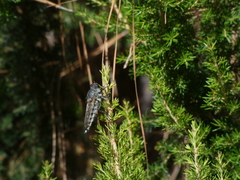 Promachus vexator