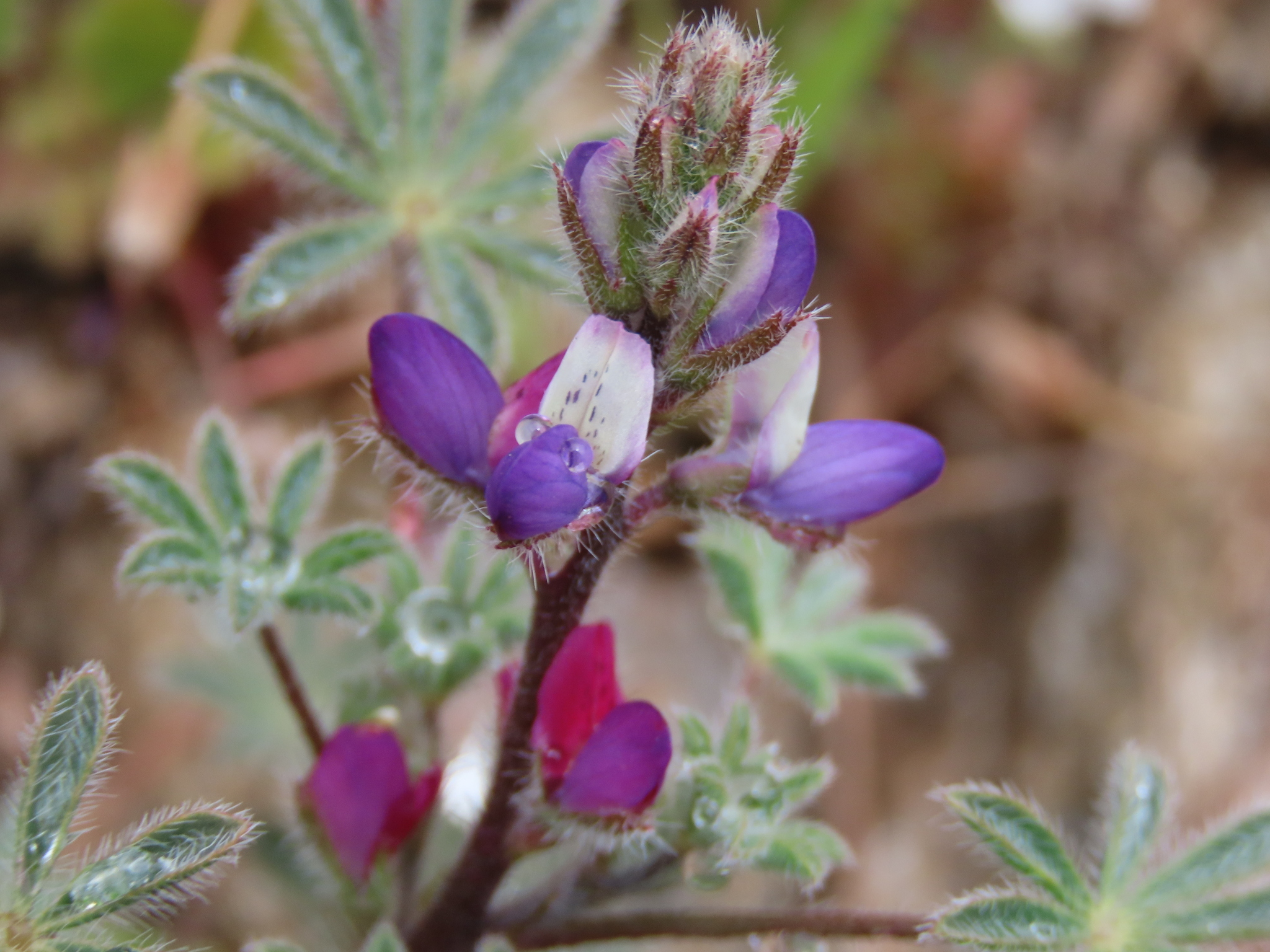 Lupinus concinnus