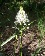 Toxicoscordion venenosum