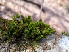 Orthotrichum pulchellum