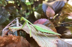 Hierodula rufomaculata