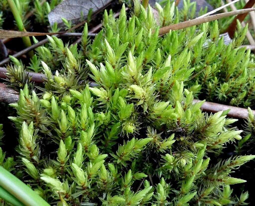 ribbed bog moss