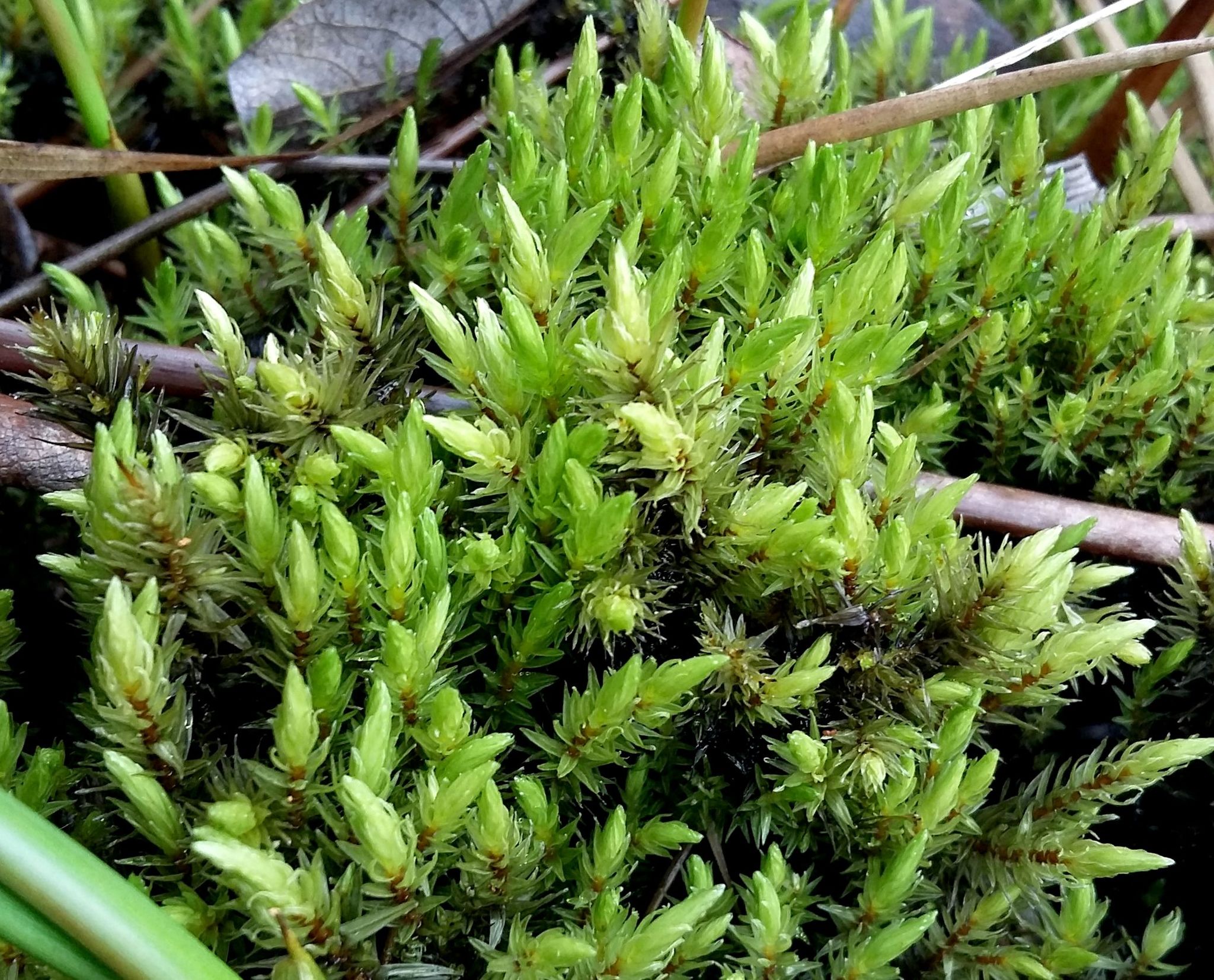 Aulacomnium palustre