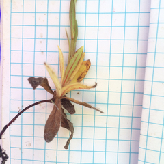 Plagiobothrys nothofulvus