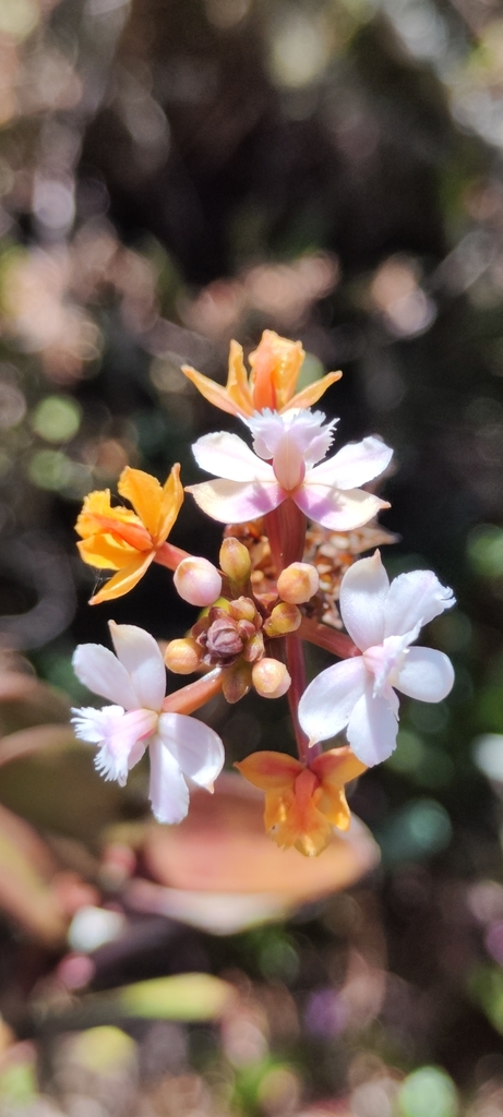 Epidendrum rauhii