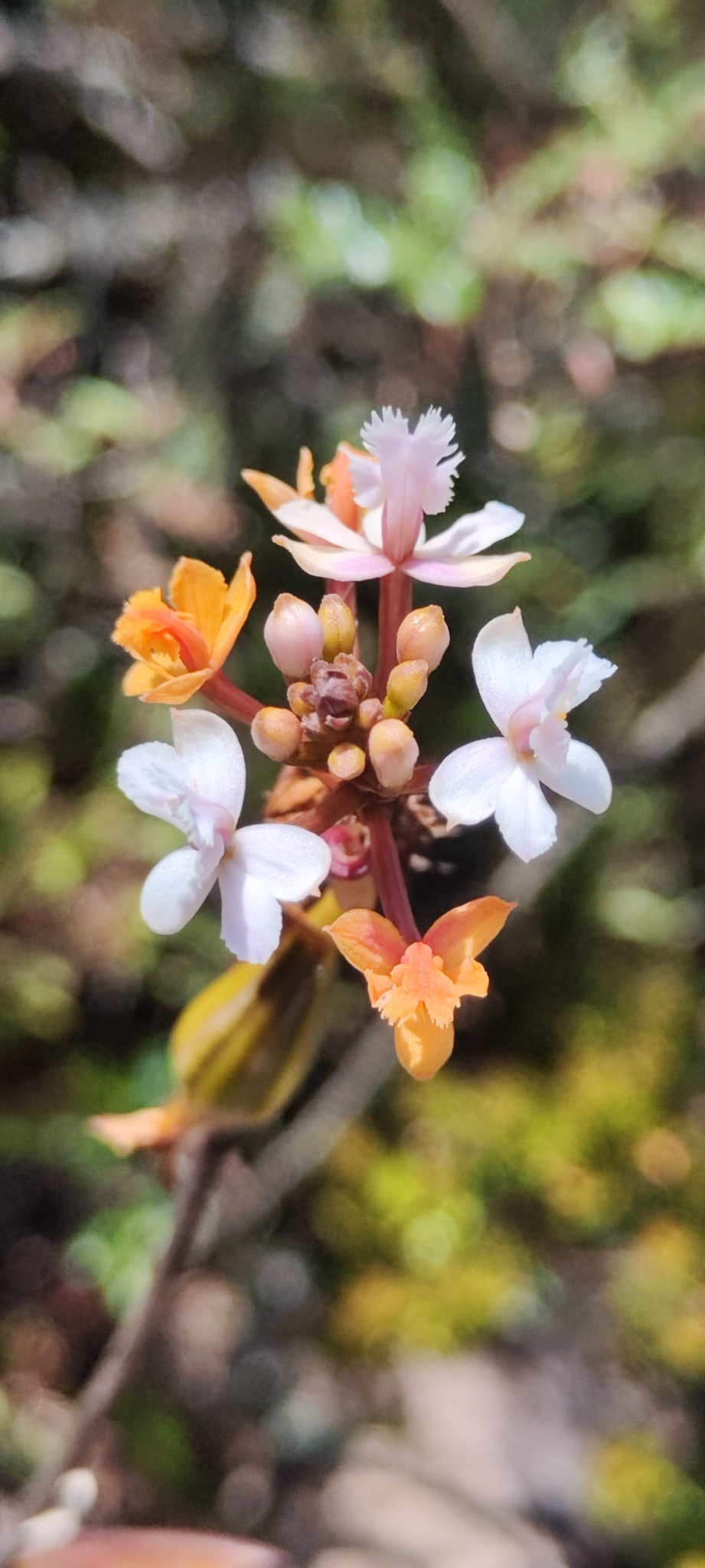 Epidendrum rauhii Hágsater 4