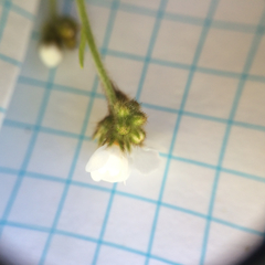 Plagiobothrys nothofulvus