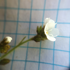 Plagiobothrys nothofulvus