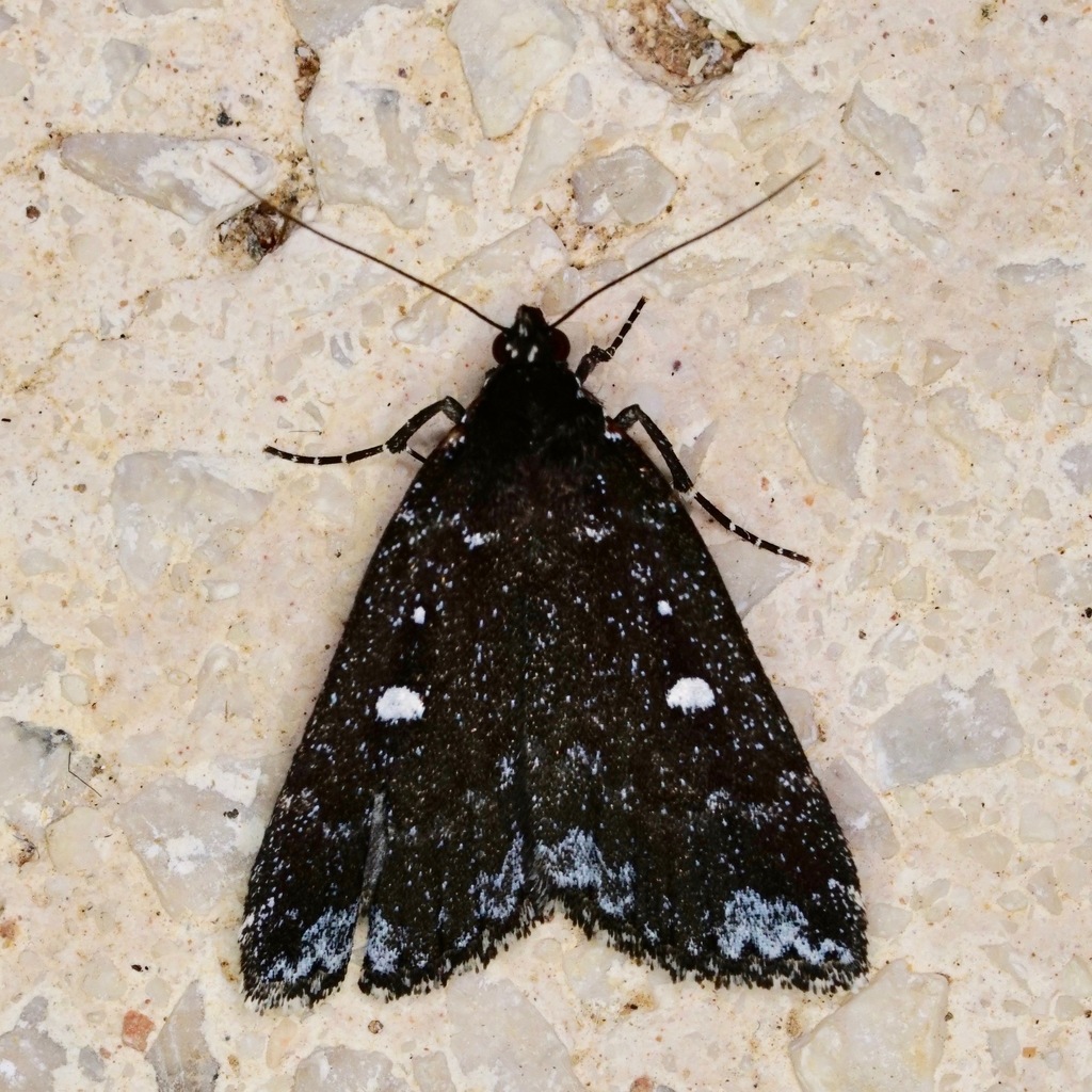 Rejectaria amicalis