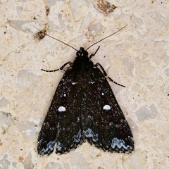 Image of Rejectaria amicalis