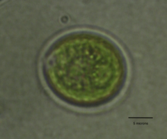 Chlamydomonas