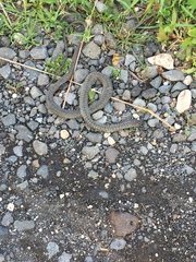 Dolichophis jugularis