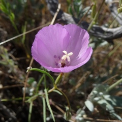 Clarkia gracilis
