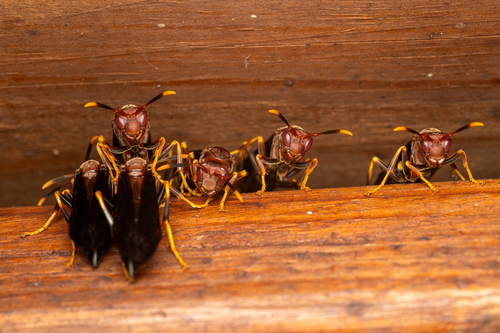 Ringed Paper Wasp photo 4