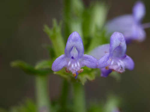Cantinoa mutabilis, photograph 1