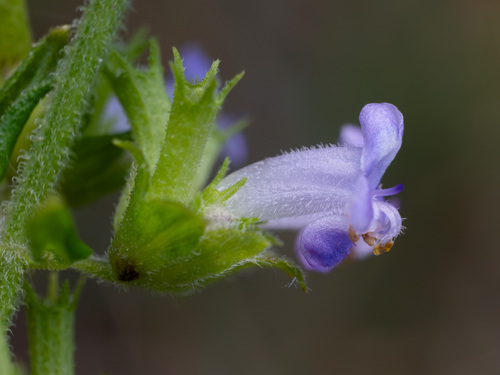 Cantinoa mutabilis, photograph 2