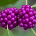 American Beautyberry - Photo (c) Alex Abair, some rights reserved (CC BY-NC), uploaded by Alex Abair