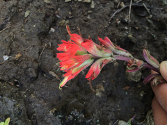 Castilleja affinis