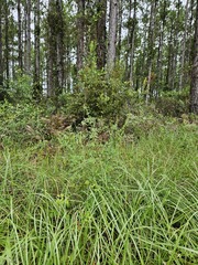 Alex Abair, CC BY, iNaturalist via GBIF Cantinoa mutabilis, photograph Alex Abair, CC BY, iNaturalist via GBIF