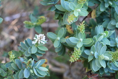 Veronica albicans