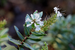Veronica albicans