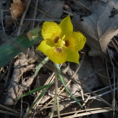 Calochortus monophyllus