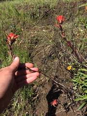 Castilleja affinis