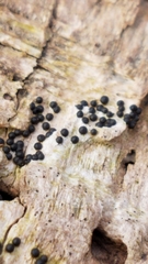 Rosellinia subiculata