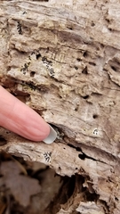 Rosellinia subiculata