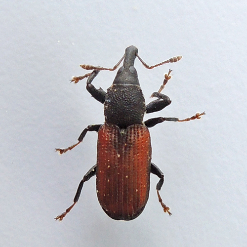 Red Elm Bark Weevil
