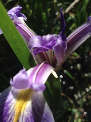 Iris savannarum