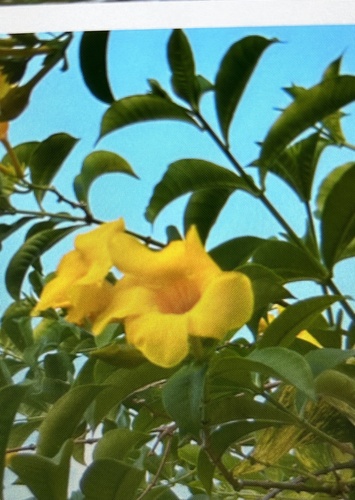 Allamanda cathartica image